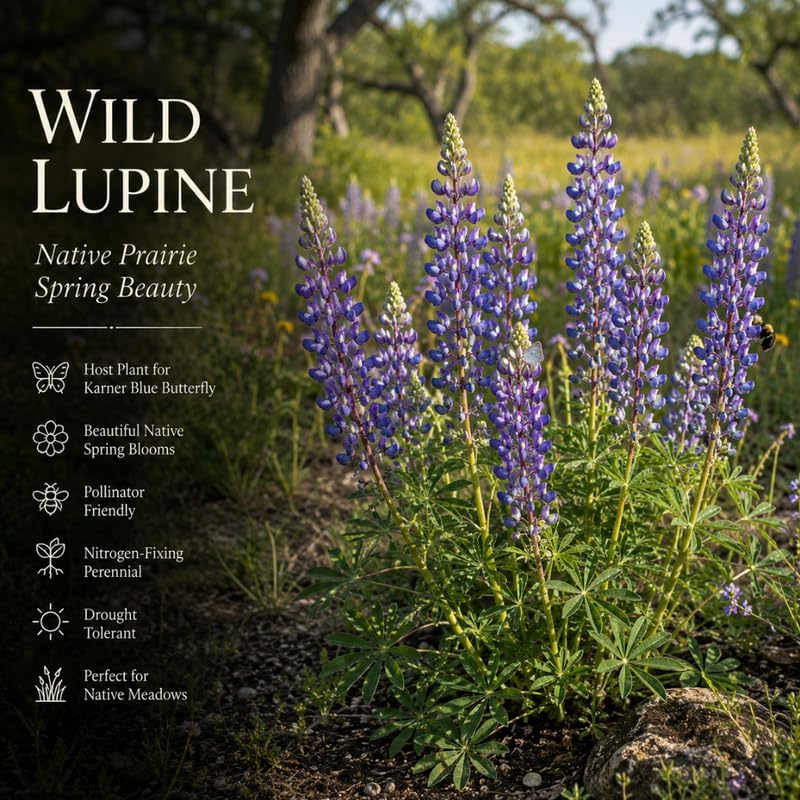 2 Wild Lupine Live Plant, 2-4" Tall in 3" Pot, Easy to Care, Grow Robust Blue Blooms for Butterflies Landscapes - Image 6
