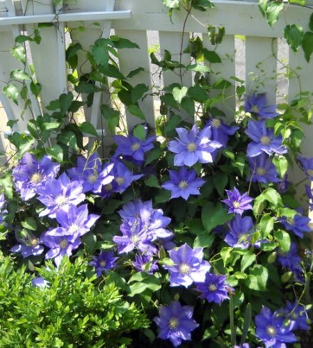 H.F. Young Clematis Vine - 2.5" Pot - Huge Wedgewood Blue Flowers - Image 2