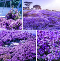 20000+Creeping Thyme Seeds for Planting Outdoor-Heirloom Thymus Serpyllum Ground Cover Plants Plant in Your Home Garden by GardenGlorySeed