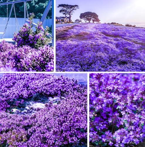 20000+Creeping Thyme Seeds for Planting Outdoor-Heirloom Thymus Serpyllum Ground Cover Plants Plant in Your Home Garden by GardenGlorySeed