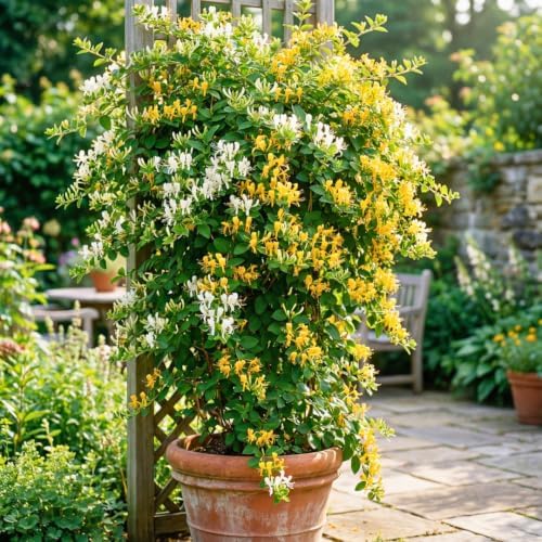 Scentsation Honeysuckle Plant Live in 2.5" Pot, Fragrant Lonicera Plant - Image 4