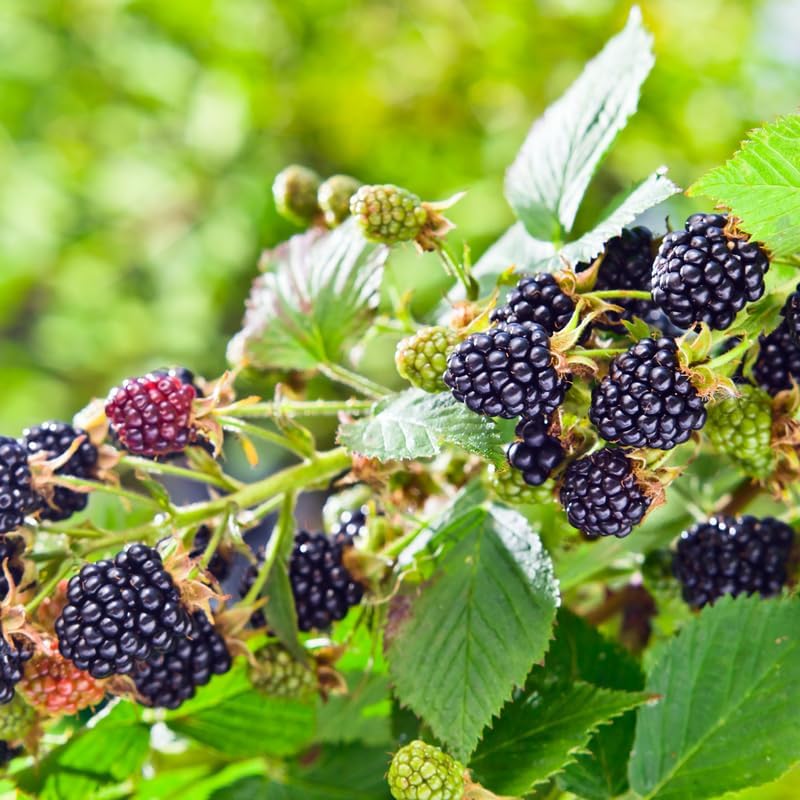 3 Rare BlackBerry Live Plants for Planting, Starter 4-6" Tall - Image 4