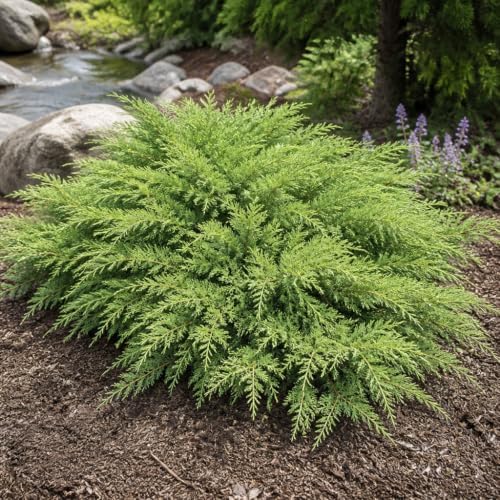 Nicks Compacta | 1 Extra Large Trade 3 Gallon Plant | Ilex Crenata | Evergreen Shrub, Dense Foliage, Low Maintenance, Year-Round Interest, Compact Growth, Ideal Borders, Landscape, Easy to Grow - Image 4