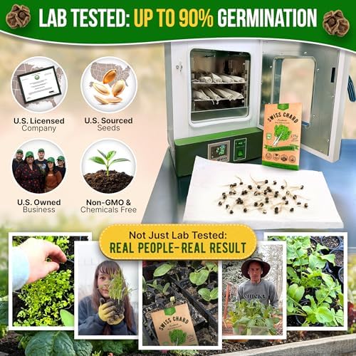 Swiss Chard Fordhook Seeds Pack 3.75 g - Over 200 Non-GMO Heirloom Swiss Chard Seeds for Planting Greens in Individual Seed Packet, Greens Seeds for Planting Indoor & Outdoor Garden - Image 2