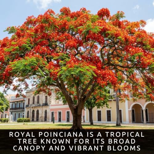 25 Royal Poinciana Seeds | Delonix Regia Flame Tree Seeds - Image 2