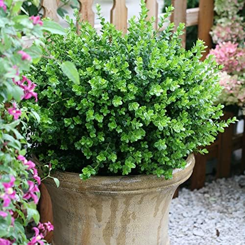 Proven Winners 2 Gallon Sprinter Boxwood (Pack of 2) - Image 4