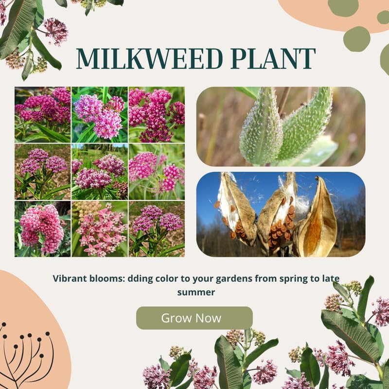 2 Pink Butterfly Milkweed Live Plants, Native Flower Plant, 4-9 Inch Tall - Image 3