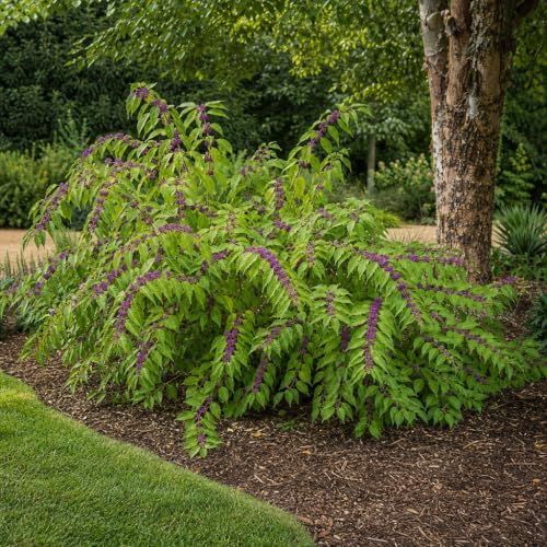 Beautyberry | 2 Large Trade Gallon Size Plants | Callicarpa Americana, Fast-Growing Shrub, Vibrant Purple Berries, Attracts Birds, Ornamental Foliage, Low Maintenance, Perfect for Gardens - Image 4