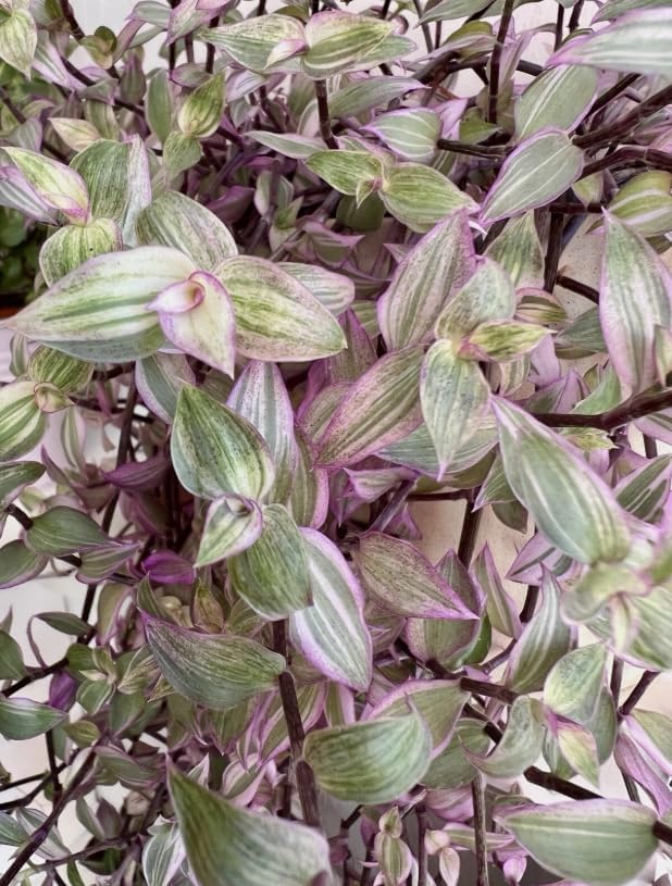 Pink Wandering Jew Live Plant, Tradescantia Outdoor Ground Cover Vibrant Variegated Callisia Repens Turtle Vine 2" Pot - Image 3