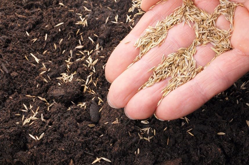 Lesco Tall Fescue Select Blend Grass Seed - 50lbs. - Blue Tag Certified - Weed Free - Image 3