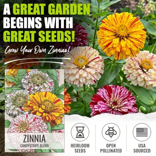 Seed Needs Candystripe Zinnia Seeds to Plant Cut Flowers - 10 Packs - Image 2