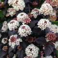 Live Ninebark Shrub Plant, 12-18" Tall in 2.5" Pot, Easy to Grow, Resilient Flowering Foliage for Garden Rows and Landscapes by GINGERGLOW