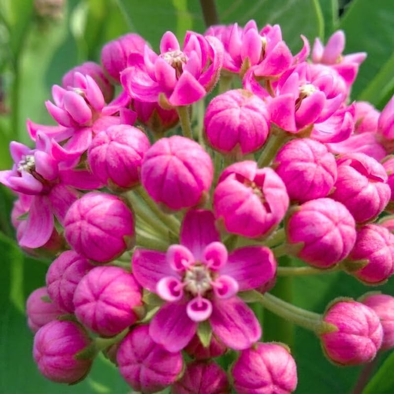 2 Pink Lemonade Blueberry Plants Live, Berry Tree Seedling, 5-7 Inch Tall - Image 2