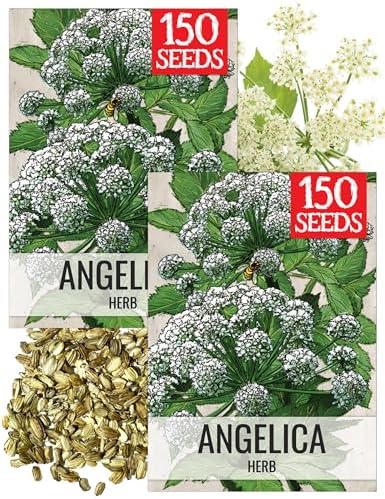 Seed Needs Angelica Seeds to Plant an Herb Garden - 2 Packs by SeedNeeds