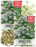 Seed Needs Angelica Seeds to Plant an Herb Garden - 2 Packs by SeedNeeds