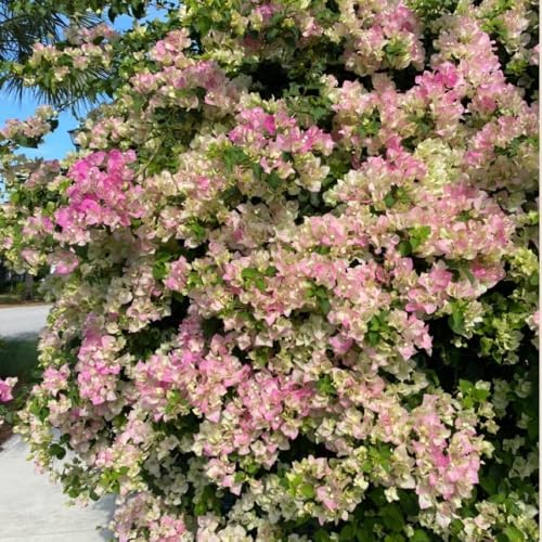 Set 2 White Pink Bougainvillea Live Plant 5-7 Inch Tall - Image 4