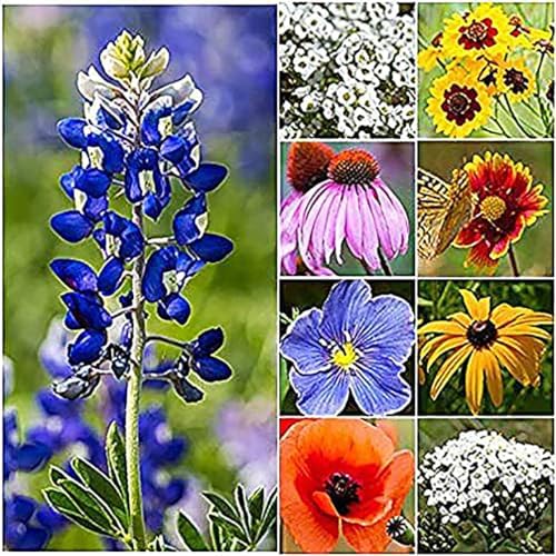 Texas & Oklahoma Wildflower Seeds Mix by MardeRossCompany