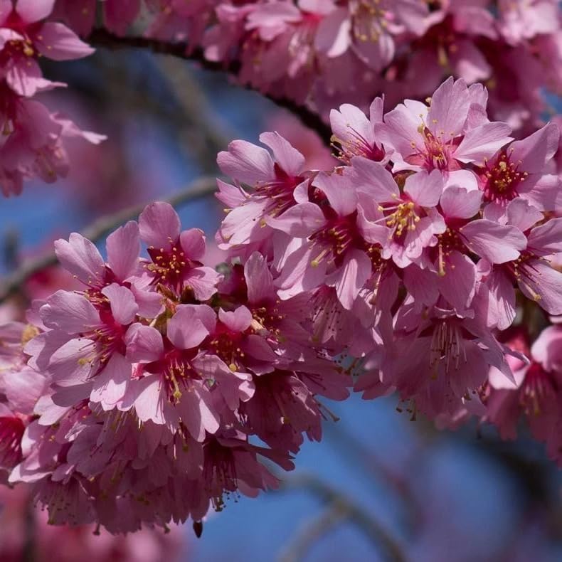Okame Flowering Cherry Trees Live Plant Rosy Pink Cherry Blossom Tree, Ornamental Tree, 6-12" Tall in Small Pot - Image 6