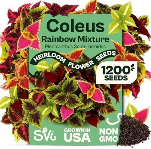 SVI 1200 Rainbow Coleus Seeds (Plectranthus Scutellarioides) - Painted Nettle Garden Seed Packets, Colorful Foliage Mix, Shade Tolerant - Annual Flower Seeds for Indoor & Outdoor Garden and Borders by SVI