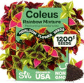 SVI 1200 Rainbow Coleus Seeds (Plectranthus Scutellarioides) - Painted Nettle Garden Seed Packets, Colorful Foliage Mix, Shade Tolerant - Annual Flower Seeds for Indoor & Outdoor Garden and Borders by SVI