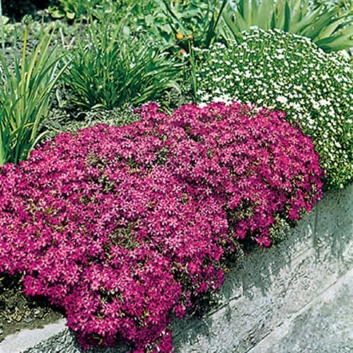 2 Red Creeping Phlox Plants Live, Outdoor Landscape Perennial by GardenNurserySince1996