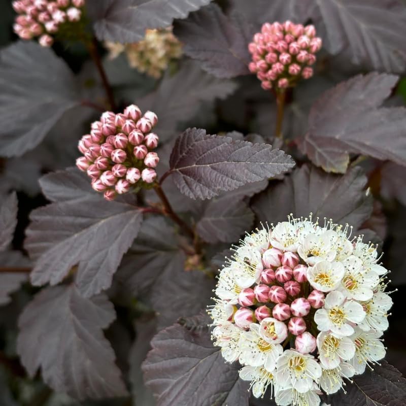 2 Ninebark Shrub Live Plant, 12-18 Inch Tall in 2.5 Inch Pot, Well-Rooted Starter, Hardy Flowering Deciduous Plant for Backyard and Garden - Image 7