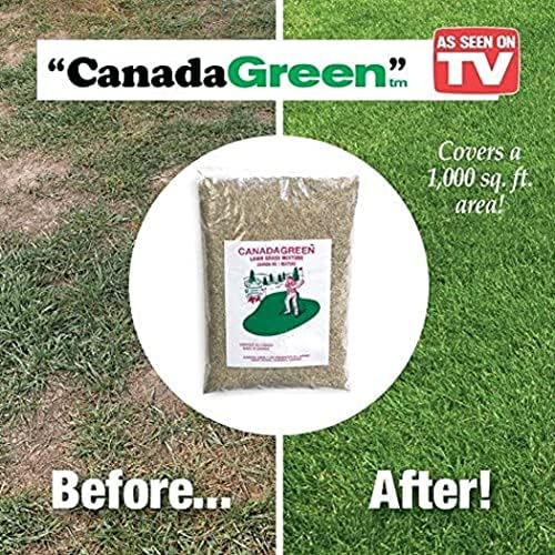 Canada Green Grass Lawn Seed - Grows Healthy Rich Green Grass Lawn Seed Plants Yard Garden 2 Pound Bag - Image 3