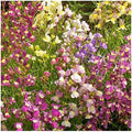 Everwilde Farms - 1 Oz Northern Lights Mix Tall Snapdragon Wildflower Seeds - Gold Vault by Everwilde+Farms
