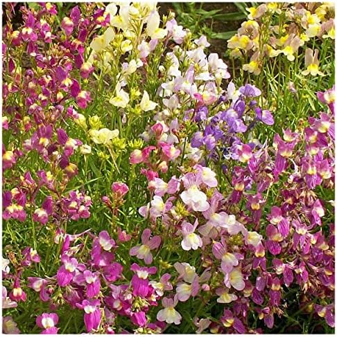 Everwilde Farms - 1/4 Lb Northern Lights Mix Tall Snapdragon Wildflower Seeds - Gold Vault by Everwilde+Farms