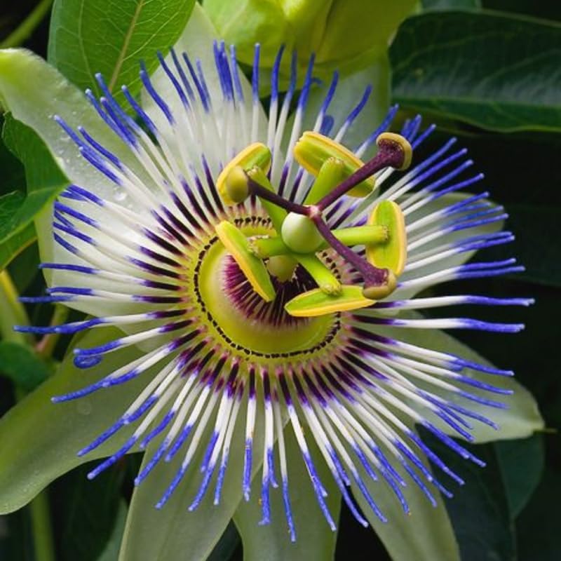 2 Blue Passiflora Plants, Colorful Passion Flower Vines, 4-7'' Tall - Image 6
