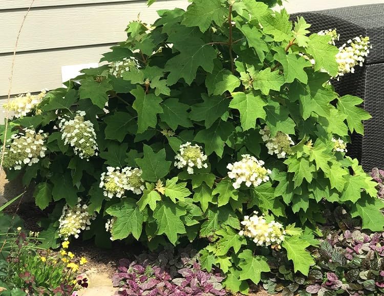 Pee Wee Dwarf Oakleaf Hydrangea - Live Plant - (1 PT) - Image 2