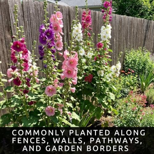 Hollyhock Flower Seeds for Planting | 100 Seeds | Tall Mixed Color Blooms - Image 2