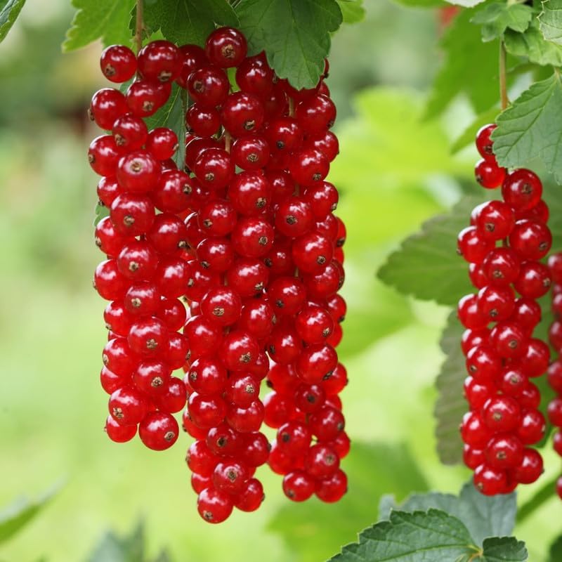 Red Currant Plant Live, Home Garden Berry Bush, 5-8 Inch Tall by HILROQG