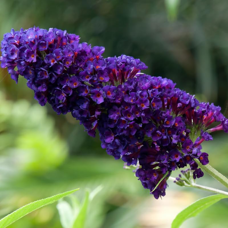 2 Dark Purple Butterfly Bushes Plants, Perennial Flower Shrub, 4-7'' Tall - Image 3