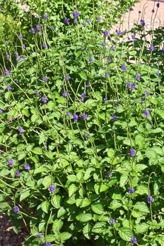 Blue Porterweed Plants | Pack of 2 (Two) | 5-9 Inch Stachytarpheta Jamaicensis | Blue Snake Weed | Fast-Growing Butterfly Magnet for Butterfly Gardens & Patios | Continuous Blooming Native Perennial - Image 4