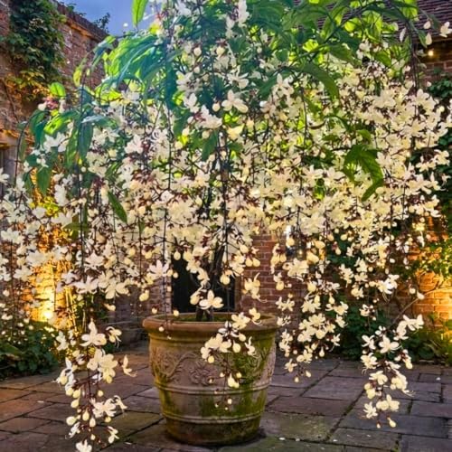 Smithianum Clerodendrum Wallichii Live Plant, 4-9" Tall Starter - Image 6