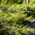 Nicks Compacta | 1 Extra Large Trade 3 Gallon Plant | Ilex Crenata | Evergreen Shrub, Dense Foliage, Low Maintenance, Year-Round Interest, Compact Growth, Ideal Borders, Landscape, Easy to Grow by FloridaFoliage