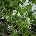 Cleavers Seeds (Galium aparine) Packet of 20 Seeds by PalmBeachMedicinalHerbs