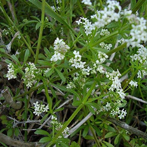 Cleavers Seeds (Galium aparine) Packet of 20 Seeds by PalmBeachMedicinalHerbs