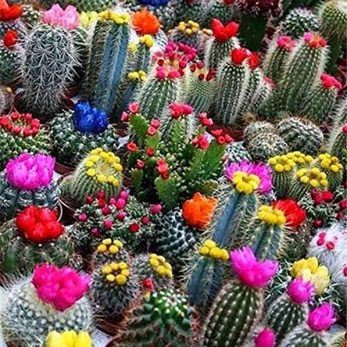 Cactus Variety Mix Seeds – Assorted Cactus Seeds for Planting - Image 3