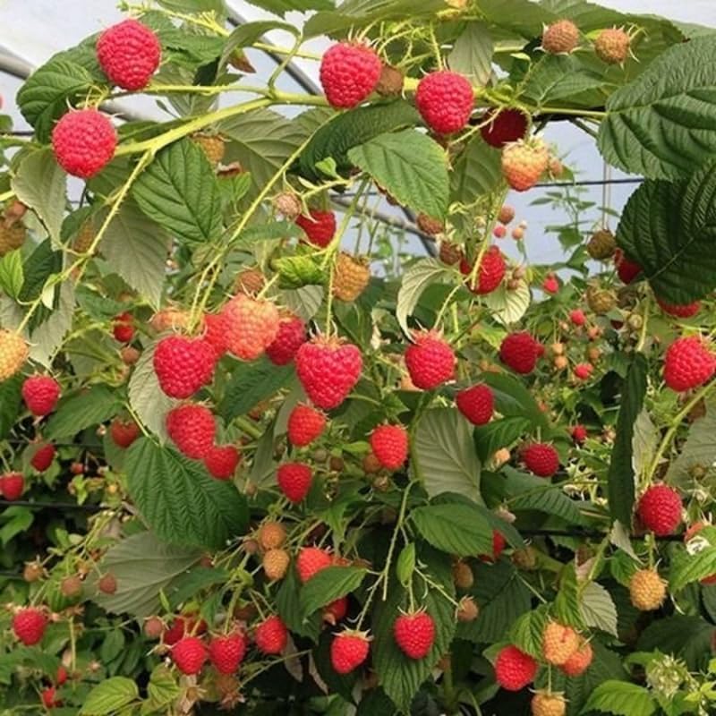 Live Raspberry Plant, Well-Rooted Berry Plant, 5-9 Inch Tall - Image 2