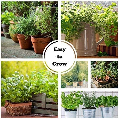 Sustainable Seed Co Culinary Herb Seeds Variety Pack – 10 Non-GMO - Image 5
