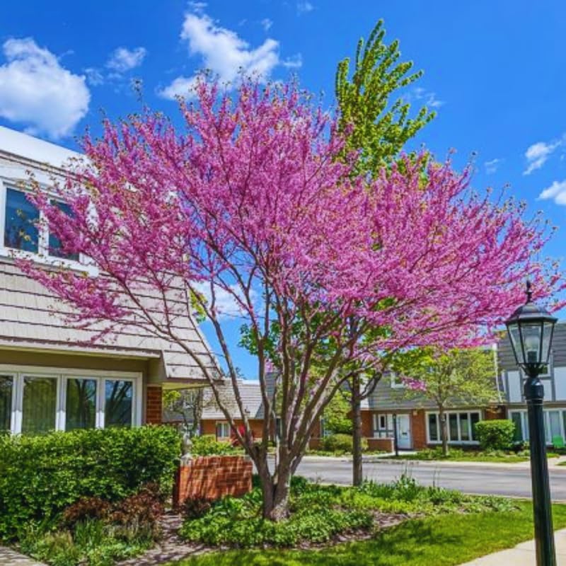 Purple Redbud Live Plant, Ornamental Tree, 2-3 Ft Tall - Image 2