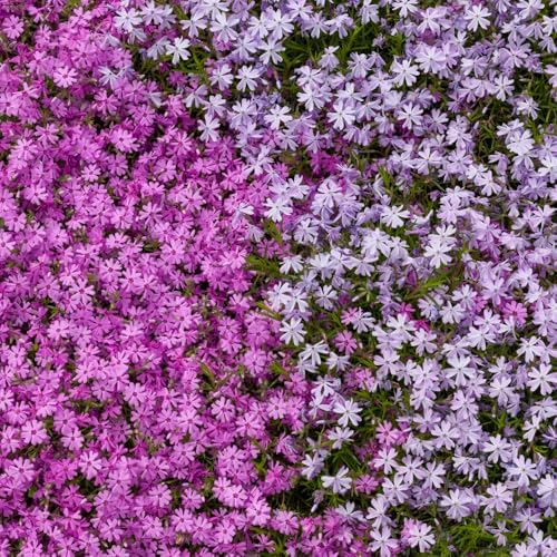 2 Mixed Creeping Phlox Plants Live, Flower Plant, 2-5 Inch Tall - Image 4