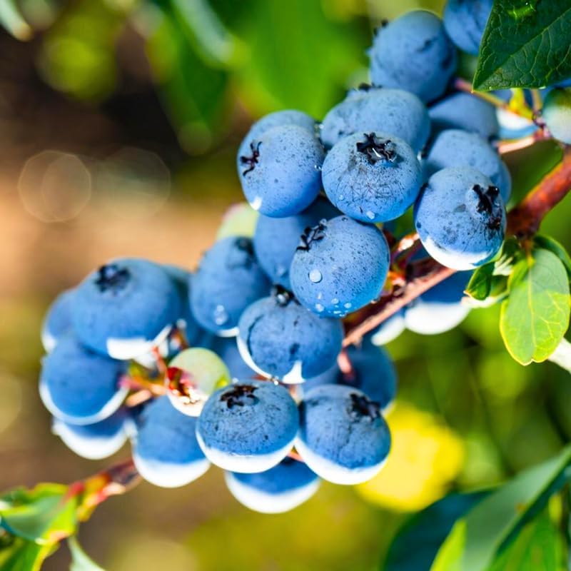 2 Misty Blueberry Bushes Live Plants, Edible Fruit Plant, 5-12 Inch Tall - Image 2