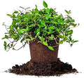 Perfect Plants Asiatic Jasmine, 1 Gallon, Evergreen Groundcover by PerfectPlantsNursery