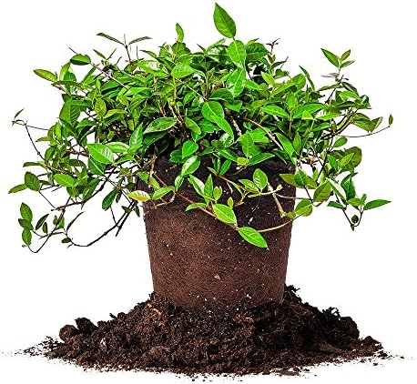 Perfect Plants Asiatic Jasmine, 1 Gallon, Evergreen Groundcover by PerfectPlantsNursery