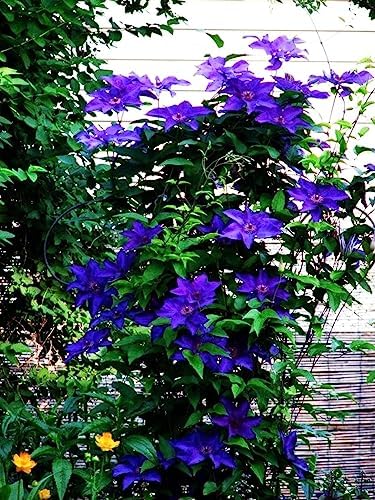 Mixed Clematis Seeds Flower Vine Perennial Flower 20 Pcs Seeds - Image 6