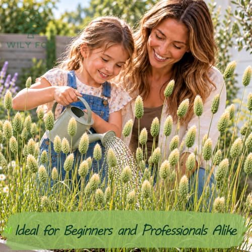 Lagurus Ovatus Bunny Tail Grass Seeds for Planting, Heirloom Non-GMO Hare’s Tail Ornamental Grass Seeds, High Germination Soft Fluffy Flower Heads for Dried Bouquets and Garden Decor, 300 Count - Image 2