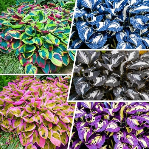 330+ Mixed Color Hosta Seeds for Planting - Shade-Tolerant Perennials, Dual Use for Ground Cover & Pots, Create Cool Shaded Gardens - Image 2